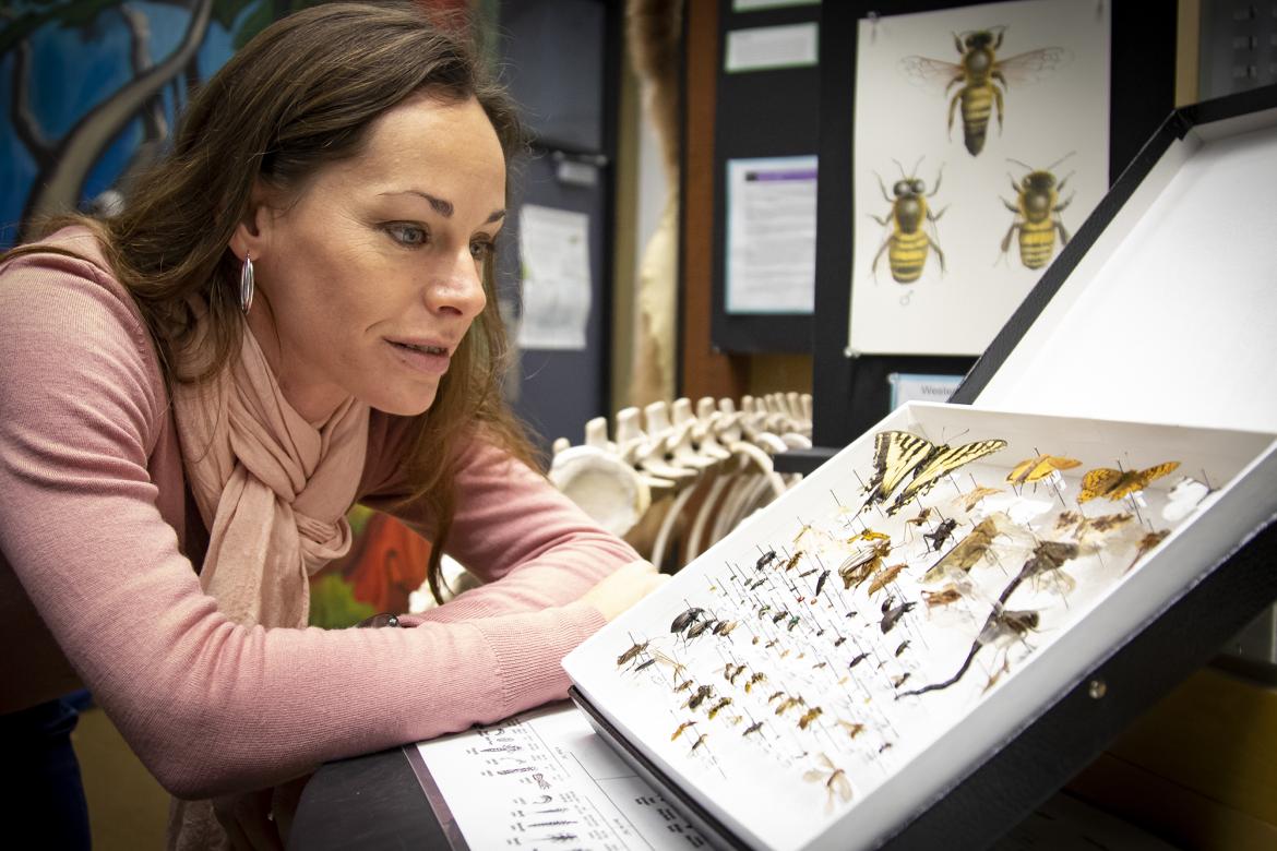 Dr. Jasmine Janes, a VIU Biology Professor, examines some of the insect specimens at the VIU Museum of Natural History. Dr. Jasmine Janes, a VIU Biology Professor, examines some of the insect specimens at the VIU Museum of Natural History.